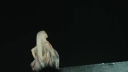 Coachella_2026_-00228.jpg