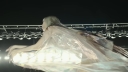 Coachella_2026_-01599.jpg