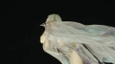 Coachella_2026_-01614.jpg